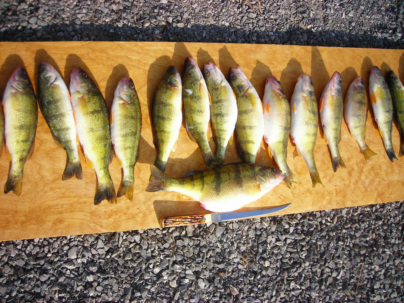 The Best Ice Fishing Lures for Catching Jumbo Perch - Virtual Angling