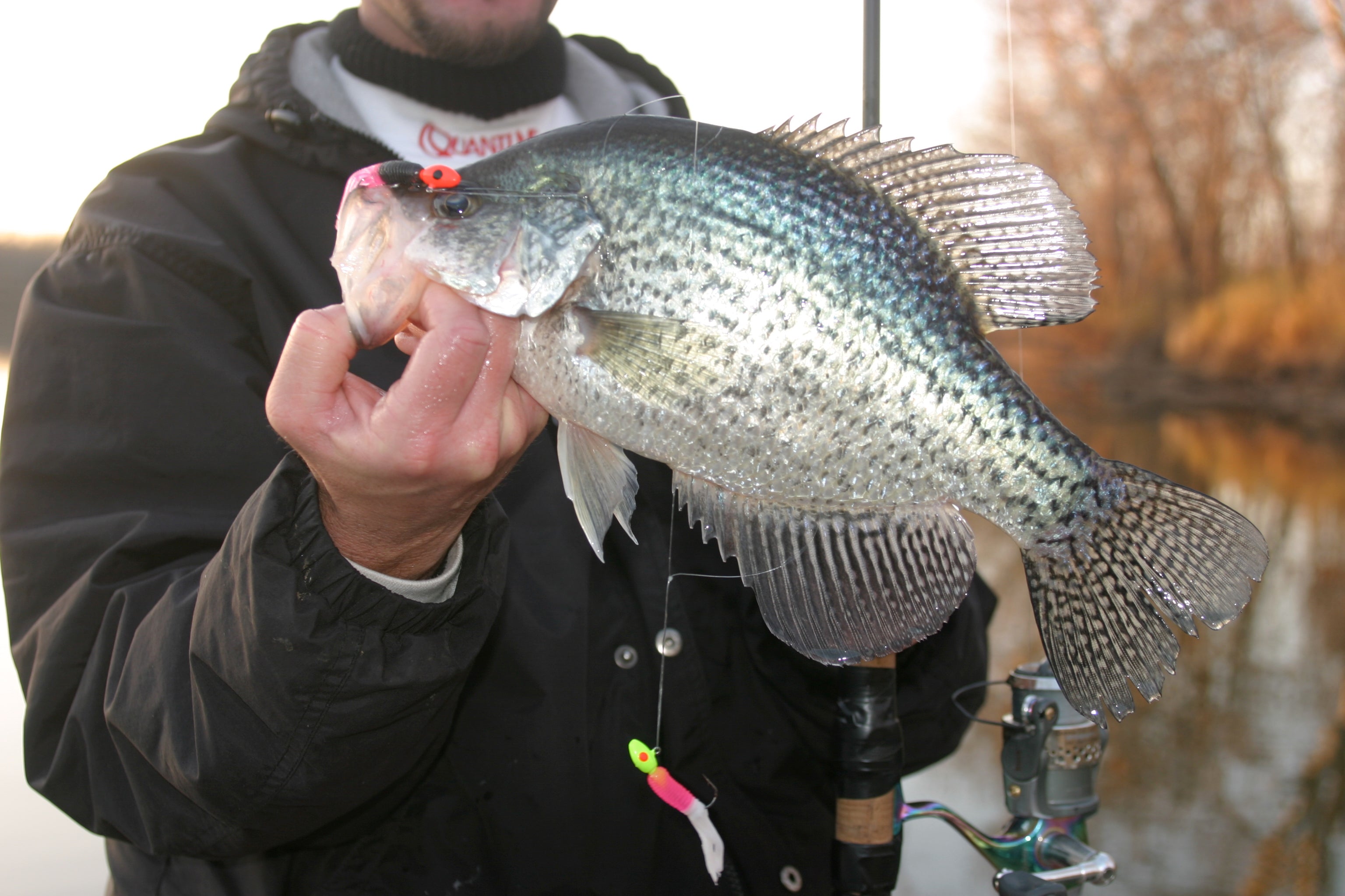 Species - Crappie Fishing - Crappie Reels - Page 1 - Fish-Field