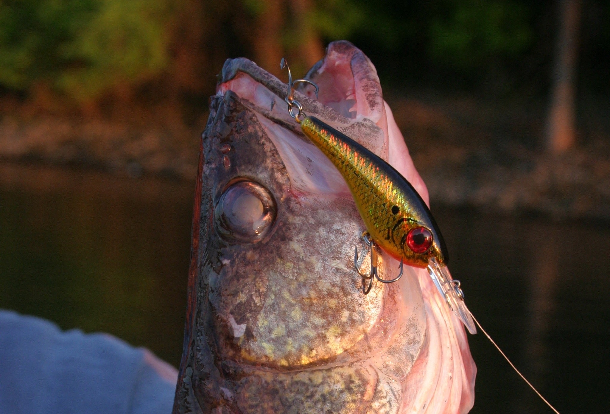 The Top 10 Best Crankbaits for Walleye Fishing: Your Ultimate Guide