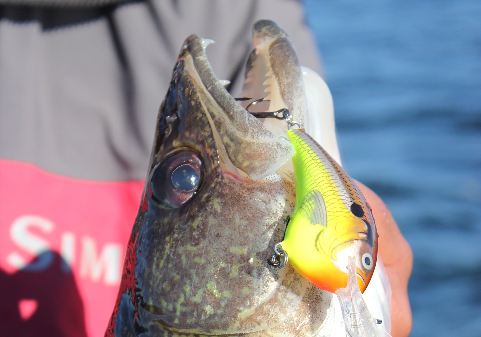 Bait will be the key to success for September anglers