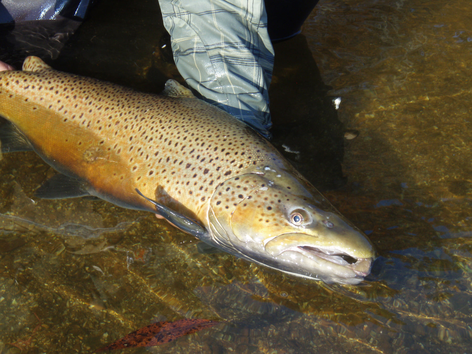 Fly Fishing for Great Lakes Brown Trout - Fly Fisherman
