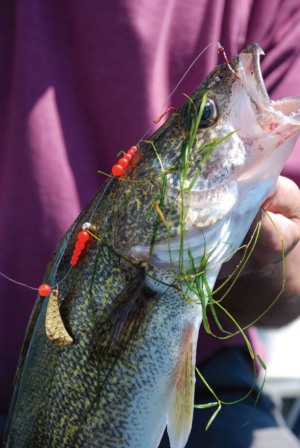 Can Plastic Lures Rival Live Bait for Ice Fishing Success? - Game & Fish
