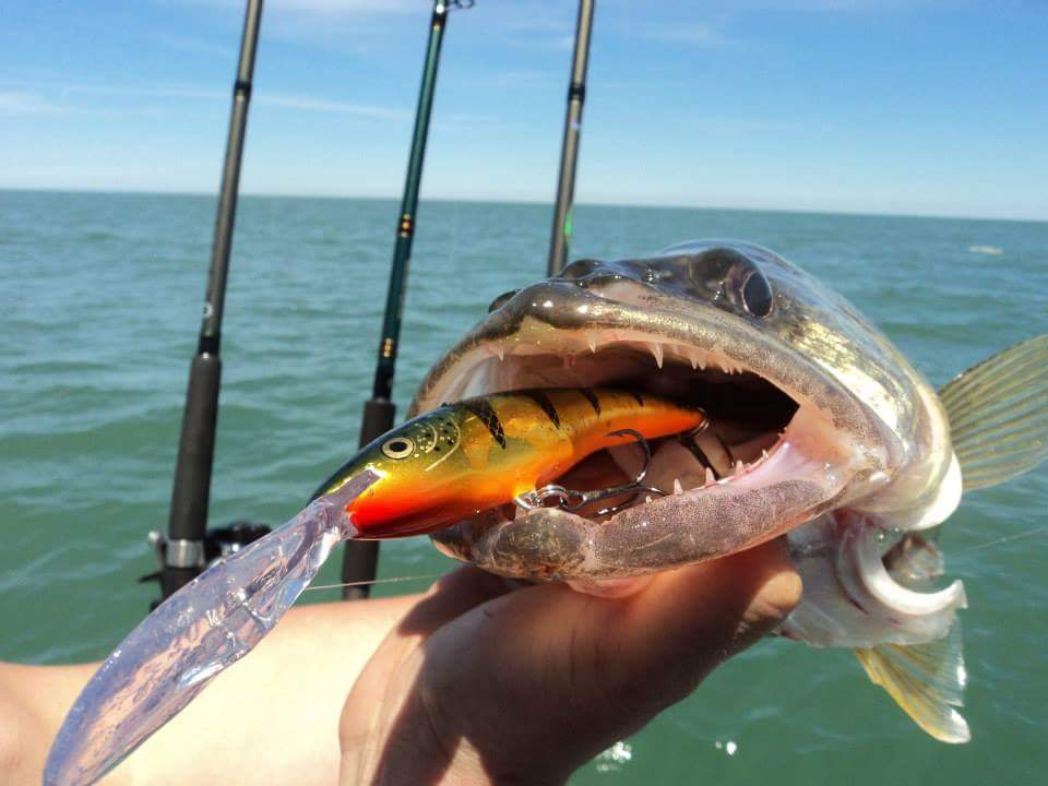 How to Dial in Your Walleye Trolling Lure Selection