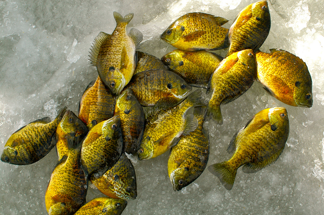 Why are tungsten jigs so good for panfish? Because in ice fishing, size  matters • Outdoor Canada