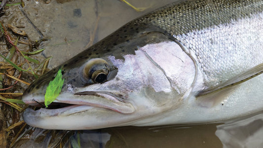 BEFORE THE RUN FISHING FOR STAGING STEELHEAD - Dan Robson