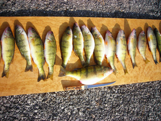 Perch the Bay Way by Robert Gwizdz – Great Lakes Angler