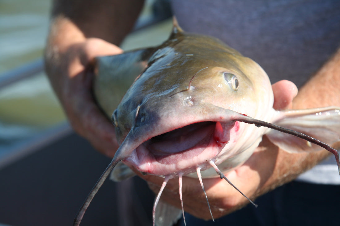 channel catfish – Target Walleye